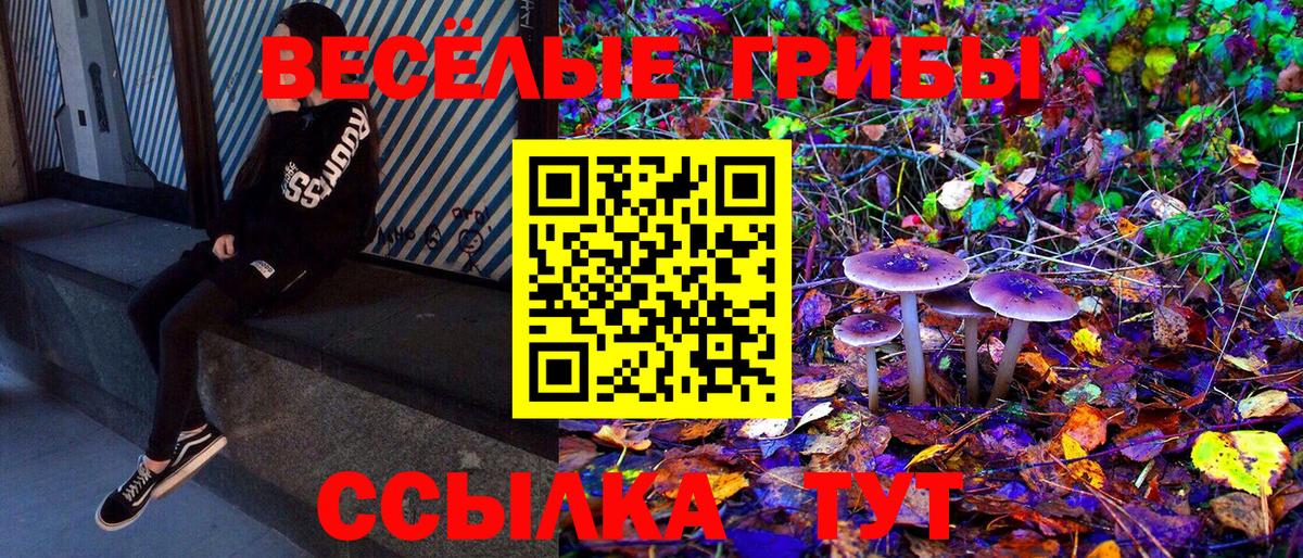 Псилоцибиновые грибы Cubensis Томск